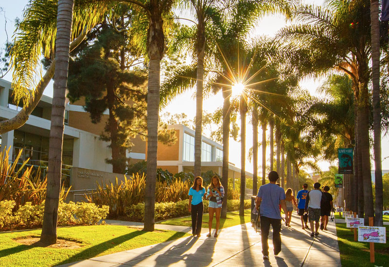 students walking under palm trees
