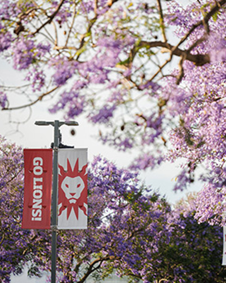 Banners at LMU with purple tree blossoms