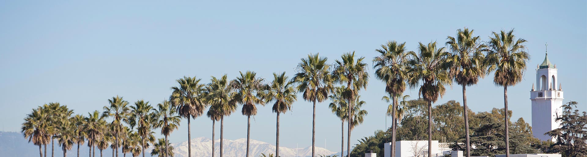 Palm trees and the top of the clock tower.